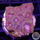 Favia spp. „Pink Heart“