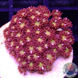 Goniopora spp. „Flash“ AD Special