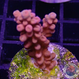 Acropora spp. „Cherry“ 🍒 WYSIWYG „AD Special“