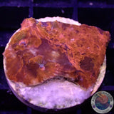 Echinophyllia spp. „Deadpool“ WYSIWYG