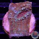 Echinophyllia spp. „Rainbow Dragon“ 🐉 WYSIWYG „AD Special“