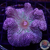 Stichodactyla  haddoni WYSIWYG
