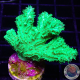 Hydnophora „Kryptonite FuzZ“