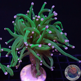 Euphyllia glabrescens „She Hulk“