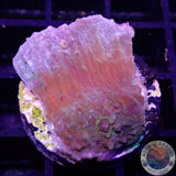 Echinophyllia spp. „Tourette“ WYSIWYG