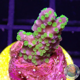 Montipora stellata „Star Wars“ WYSIWYG