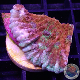 Echinophyllia spp. „Hunter“ WYSIWYG „AD Special“