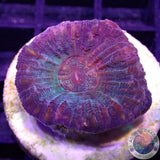 Moseleya latistellata „Alien Invasion“ WYSIWYG