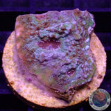 Echinophyllia spp. „Rainbow Dragon“ 🐉 WYSIWYG „AD Special“