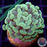 Euphyllia baliensis „Jelly“