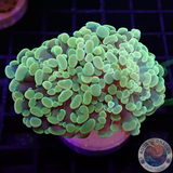 Euphyllia baliensis „Jelly“