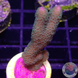 Montipora spp. „Grinch“