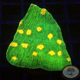 Echinophyllia spp. „Space Invader“