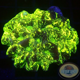 Goniastrea spp. „Matrix“ WYSIWYG „AD Special“