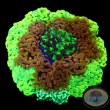 Euphyllia spp. „Fischbecker Kranz“ WYSIWYG „AD Special“