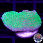 Montipora spp. “Toxic” WYSIWYG