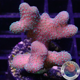 Stylophora pistillata „Green Milka“ WYSIWYG