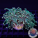 Euphyllia glabrescens „Yellow Touch“ WYSIWYG