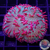Cycloseris fragilis „El Diablo“ WYSIWYG