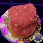 Echinophyllia aspera „Flaming Bugatti“ WYSIWYG