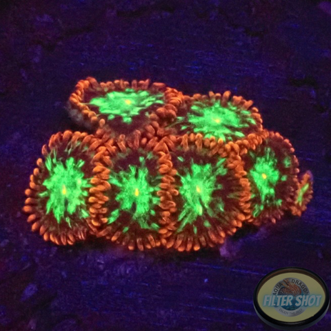 Krustenanemonen „Chemical Romance“ WYSIWYG