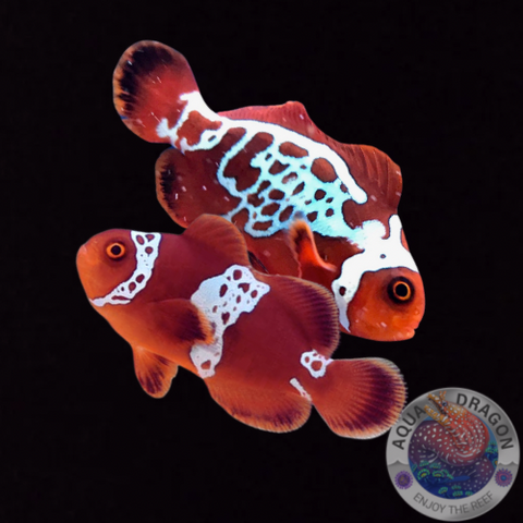 Amphiprion biaculeatus „Lightning Maroon“ Paar