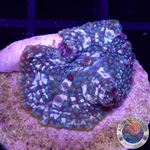 Discosoma spp. “Jaw” WYSIWYG