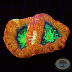 Homophyllia bowerbanki „Morpheus“ WYSIWYG „AD Special“