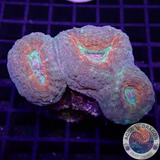 Lobophyllia spp. „Pumpkin Garden“ WYSIWYG