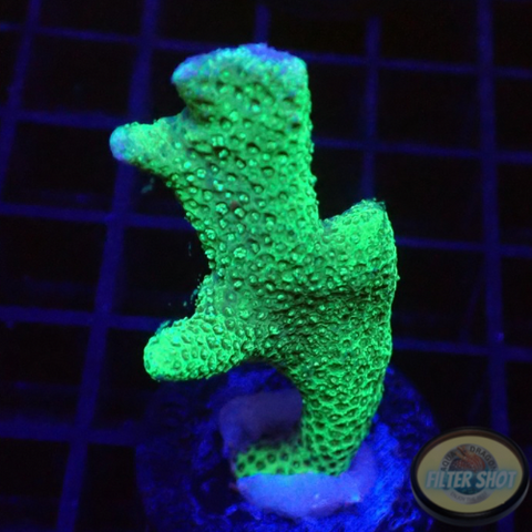 Montipora digitata “Granny G”