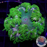 Phymanthus crucifer WYSIWYG