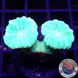 Caulastraea spp. „Toxic Mint“