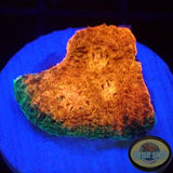 Echinophyllia spp. “Toxic Rim”