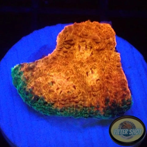 Echinophyllia spp. “Toxic Rim”