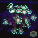 Alveopora spp. „Gentle Flower“