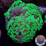 Euphyllia ancora „Toxic Marble“ WYSIWYG „AD Special“