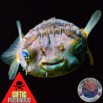 Diodon holocanthus „Langstachel-Igelfish“