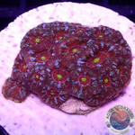 Micromussa amakusensis „Gold Eye Tiger“ WYSIWYG