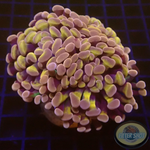 Euphyllia baliensis „Purple Gold“ AD Special