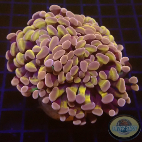 Euphyllia baliensis „Purple Gold“ AD Special