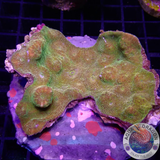 Echinophyllia spp. „Gold Rush“ WYSIWYG „AD Special“