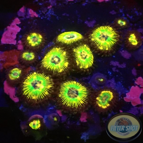 Krustenanemonen “Brazil” 🇧🇷