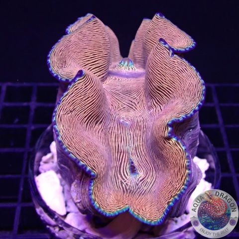 Tridacna derasa WYSIWYG
