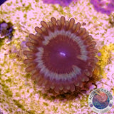 Krustenanemonen „Vampire in Drag“ WYSIWYG