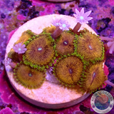 Krustenanemonen „Scarface Knopia“ WYSIWYG „AD Special“