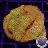 Montipora spp. „Marvelous“ WYSIWYG „AD Special“