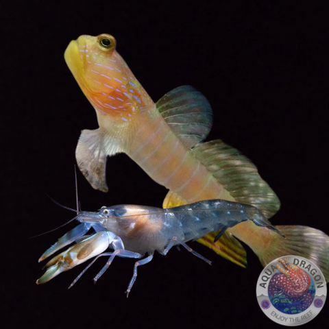 Cryptocentrus cyanotaenia „Wächtergrundel“ & Knallkrebs