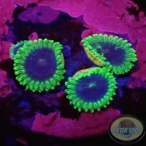 Krustenanemonen „Saphire“ WYSIWYG „AD Special“