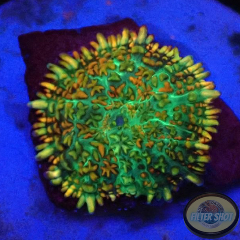Rhodactis spp. „Monet“ WYSIWYG „AD Special“