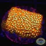 Stylocoeniella spp. „Bling Bling“ AD Special